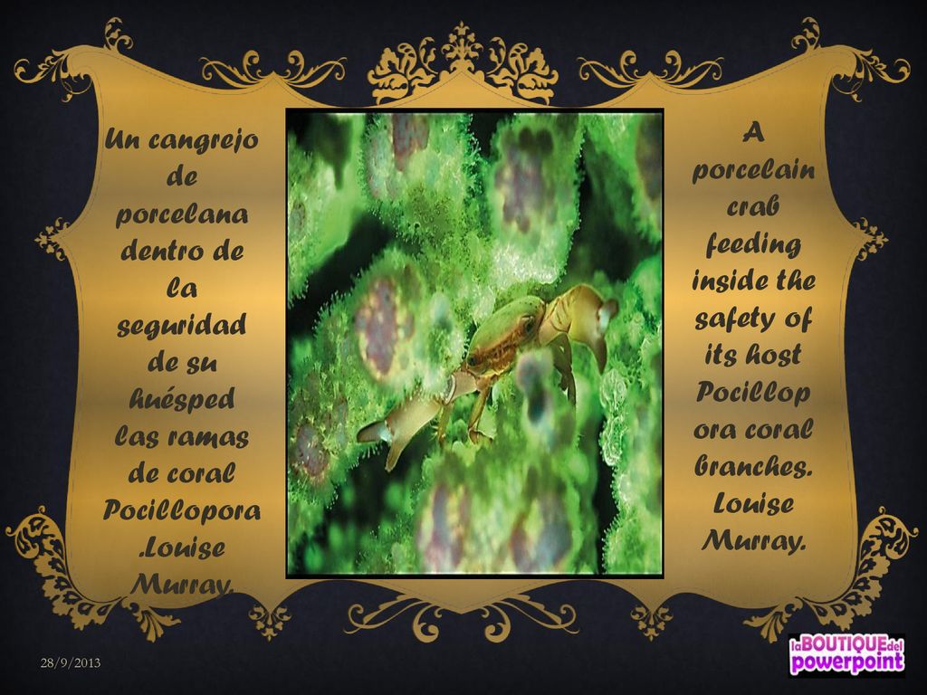 A porcelain crab feeding inside the safety of its host Pocillopora coral branches.Louise Murray.