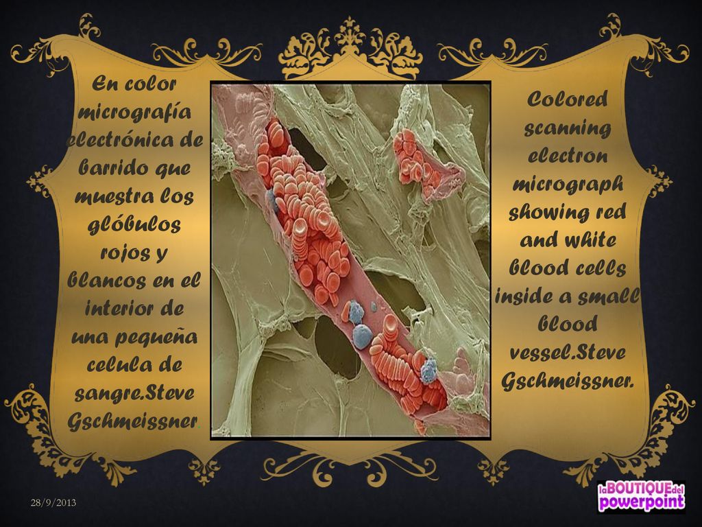 En color micrografía electrónica de barrido que muestra los glóbulos rojos y blancos en el interior de una pequeña celula de sangre.Steve Gschmeissner.