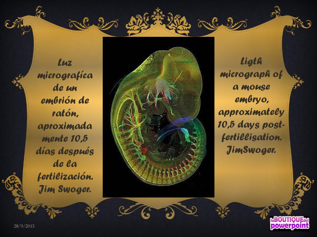 Luz micrografíca de un embrión de ratón, aproximadamente 10,5 días después de la fertilización. Jim Swoger.