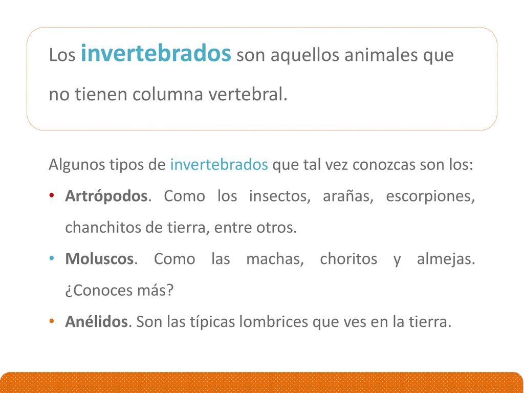 Los invertebrados son aquellos animales que no tienen columna vertebral.