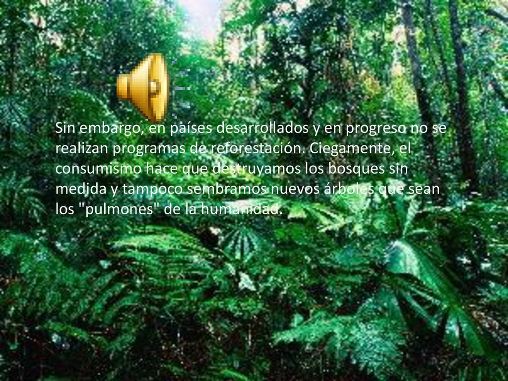 Sin embargo, en países desarrollados y en progreso no se realizan programas de reforestación.