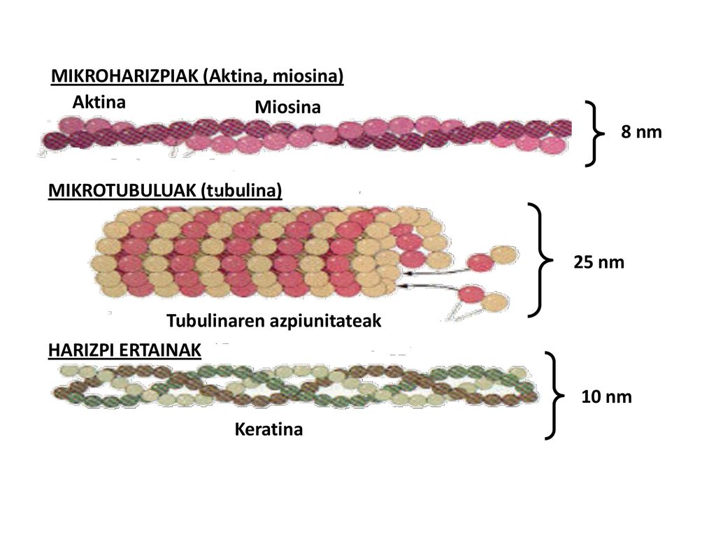 8 nm MIKROHARIZPIAK (Aktina, miosina) Aktina. Miosina. 10 nm. HARIZPI ERTAINAK. Keratina. 25 nm.
