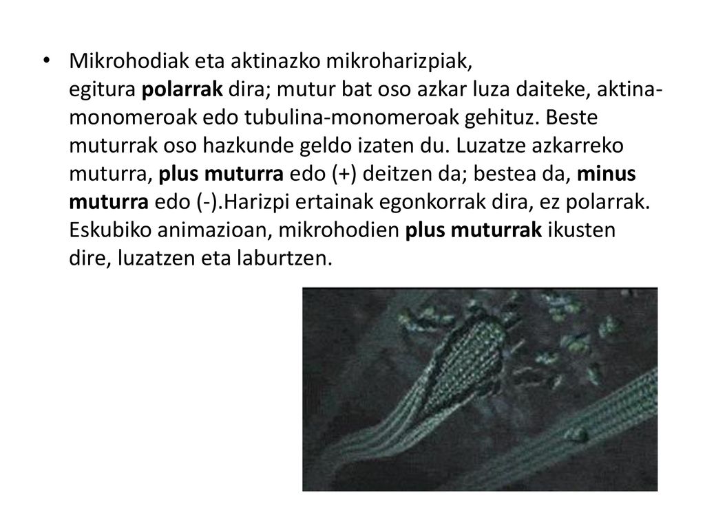 Mikrohodiak eta aktinazko mikroharizpiak, egitura polarrak dira; mutur bat oso azkar luza daiteke, aktina-monomeroak edo tubulina-monomeroak gehituz.