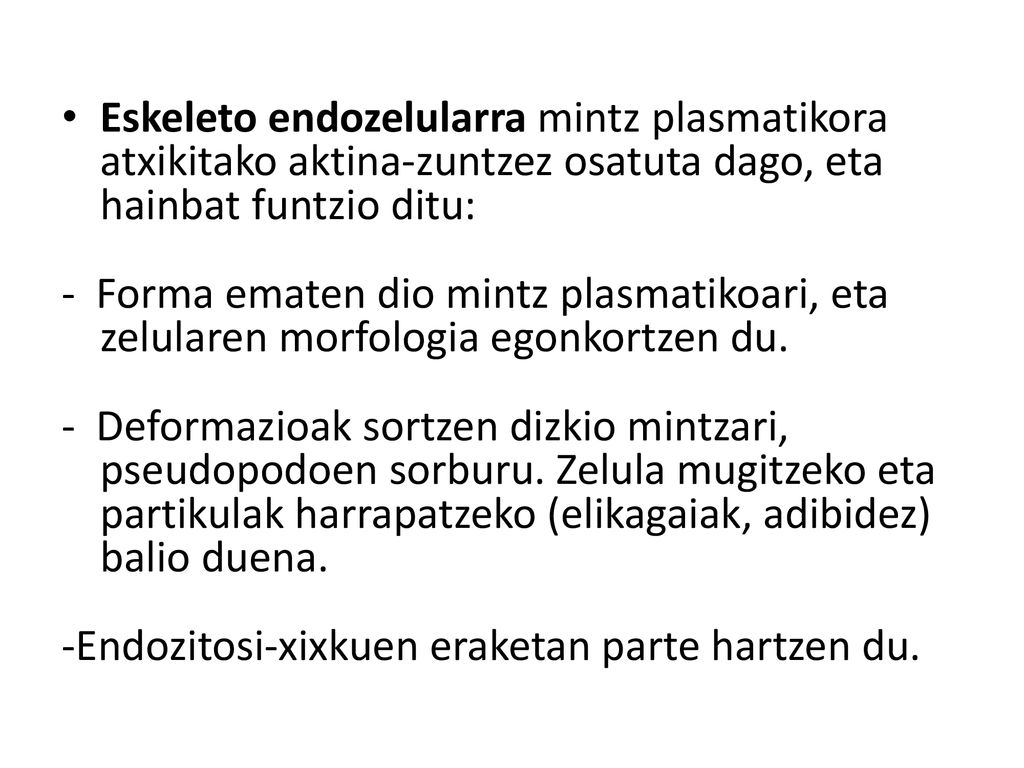 Eskeleto endozelularra mintz plasmatikora atxikitako aktina-zuntzez osatuta dago, eta hainbat funtzio ditu: