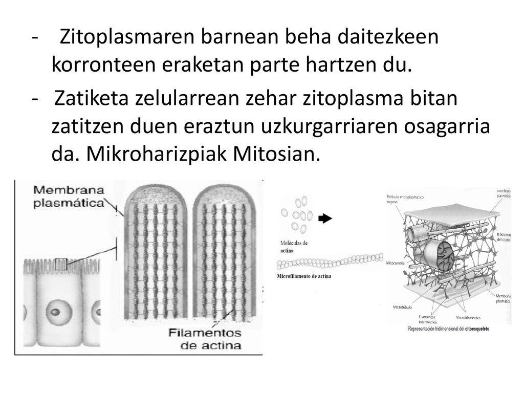 - Zitoplasmaren barnean beha daitezkeen korronteen eraketan parte hartzen du.