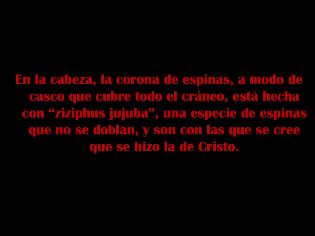 En la cabeza, la corona de espinas, a modo de casco que cubre todo el cráneo, está hecha con ziziphus jujuba , una especie de espinas que no se doblan, y son con las que se cree que se hizo la de Cristo.