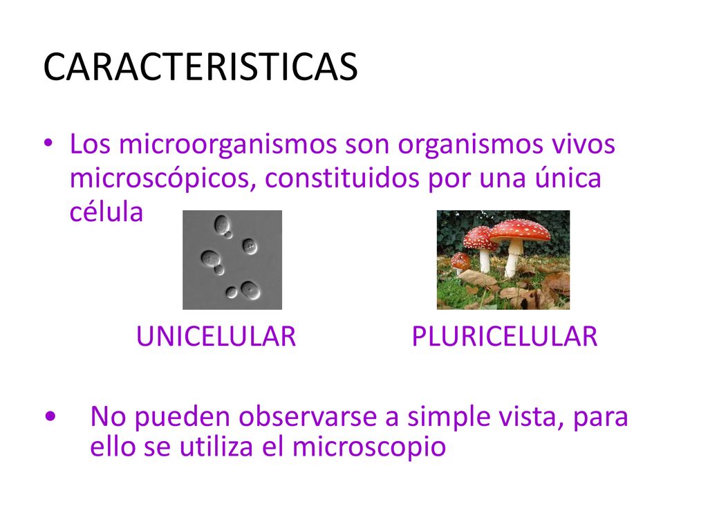 CARACTERISTICAS Los microorganismos son organismos vivos microscópicos, constituidos por una única célula.