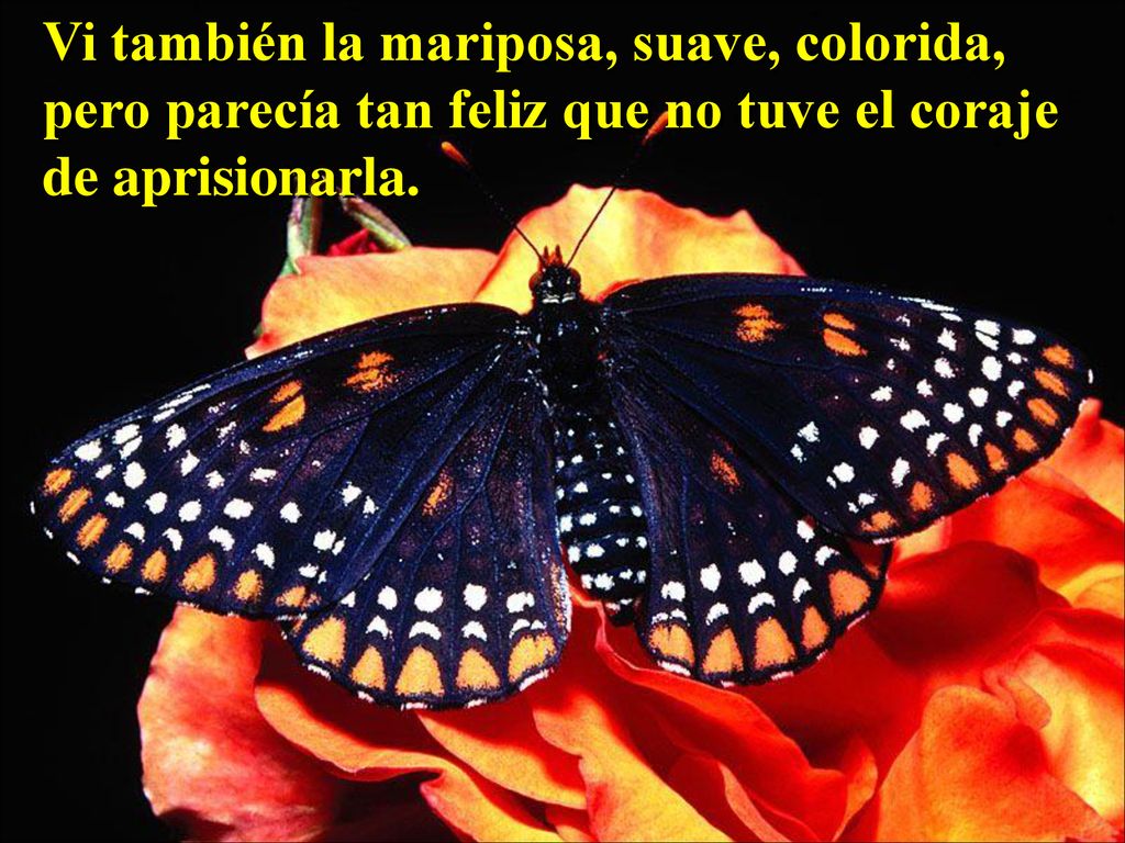 Vi también la mariposa, suave, colorida, pero parecía tan feliz que no tuve el coraje de aprisionarla.