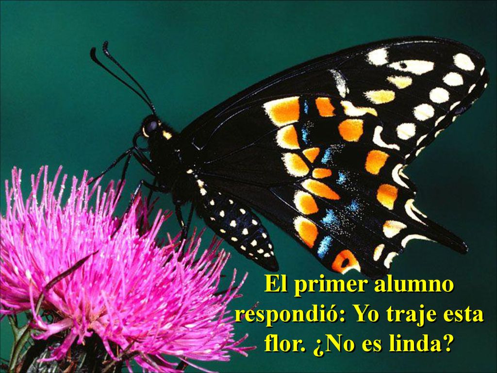 El primer alumno respondió: Yo traje esta flor. ¿No es linda