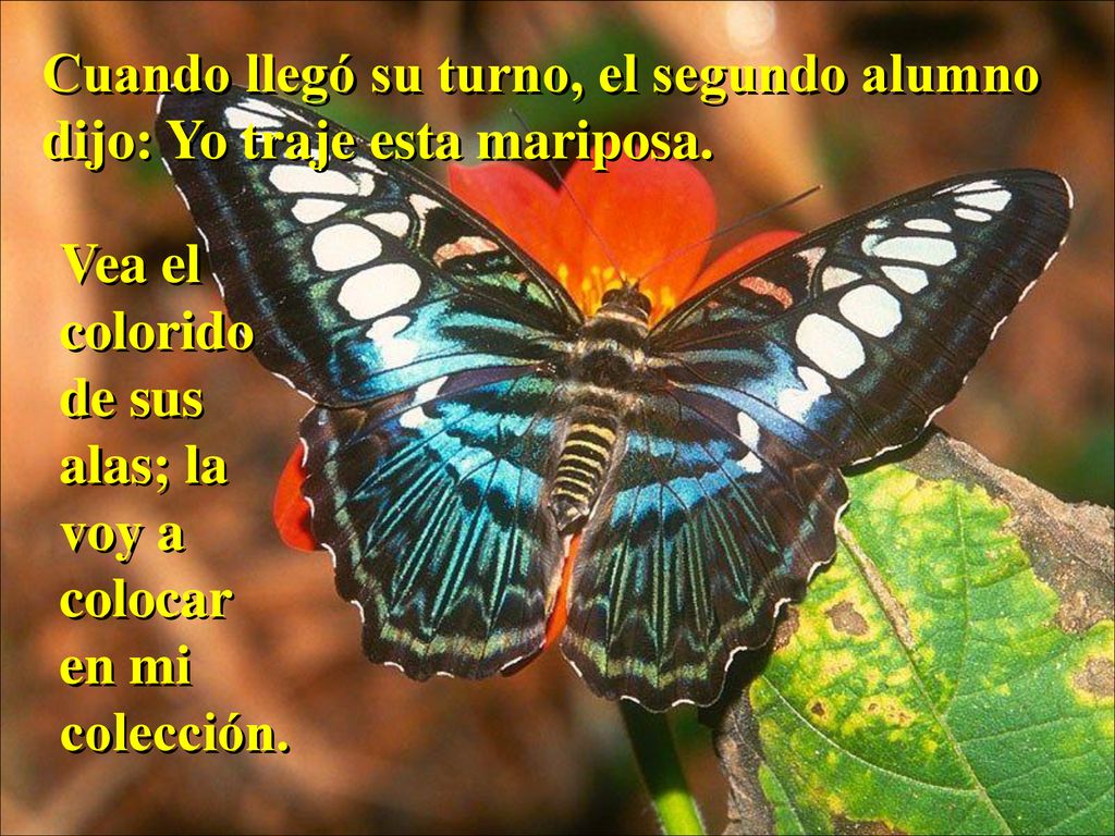 Cuando llegó su turno, el segundo alumno dijo: Yo traje esta mariposa.