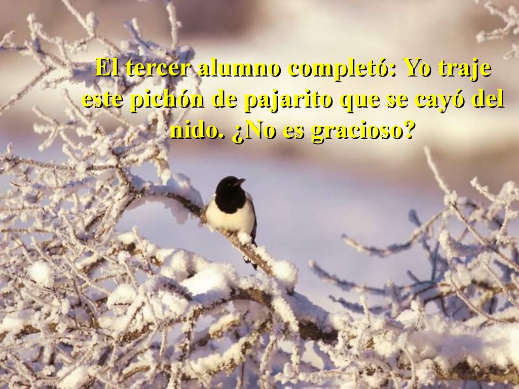 El tercer alumno completó: Yo traje este pichón de pajarito que se cayó del nido. ¿No es gracioso