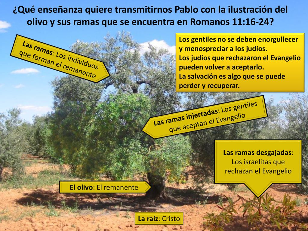 ¿Qué enseñanza quiere transmitirnos Pablo con la ilustración del olivo y sus ramas que se encuentra en Romanos 11:16-24