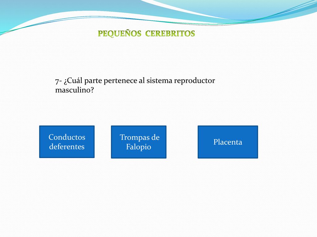 PEQUEÑOS CEREBRITOS 7- ¿Cuál parte pertenece al sistema reproductor masculino Conductos deferentes.