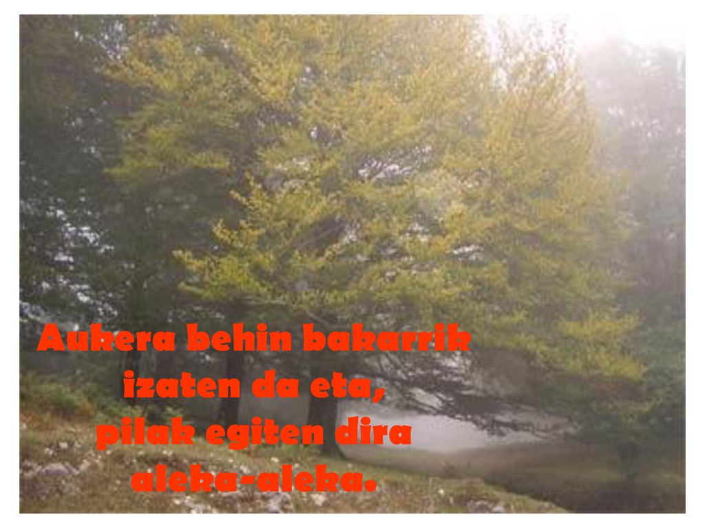 Aukera behin bakarrik izaten da eta, pilak egiten dira aleka-aleka.