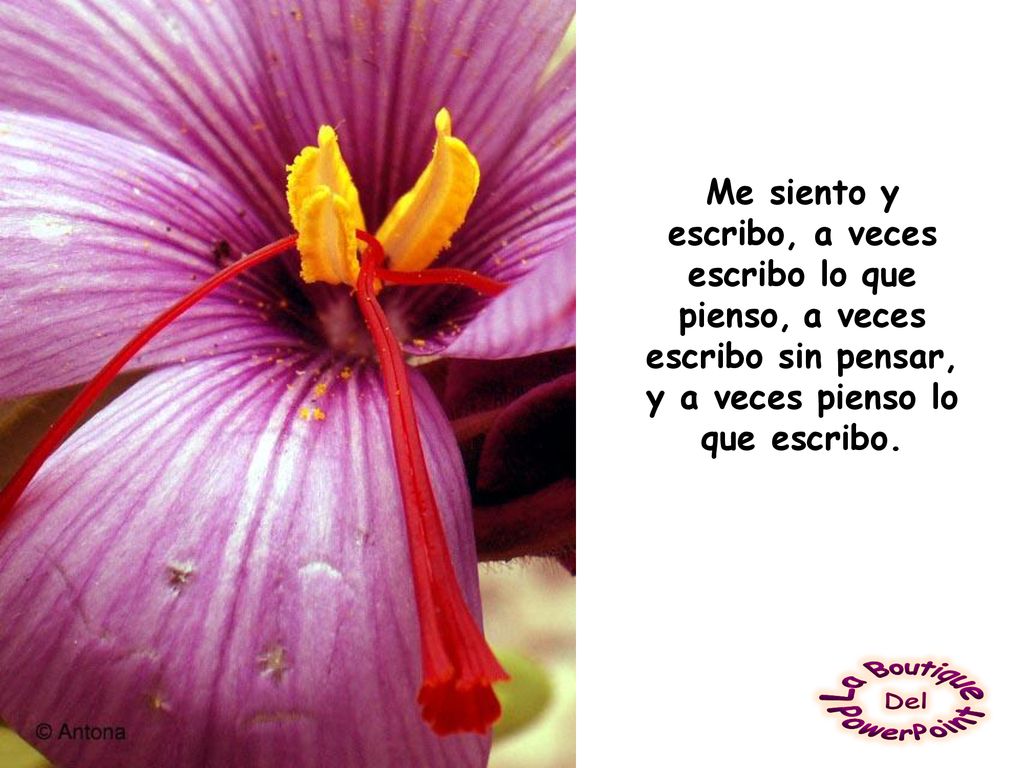 Me siento y escribo, a veces escribo lo que pienso, a veces escribo sin pensar, y a veces pienso lo que escribo.