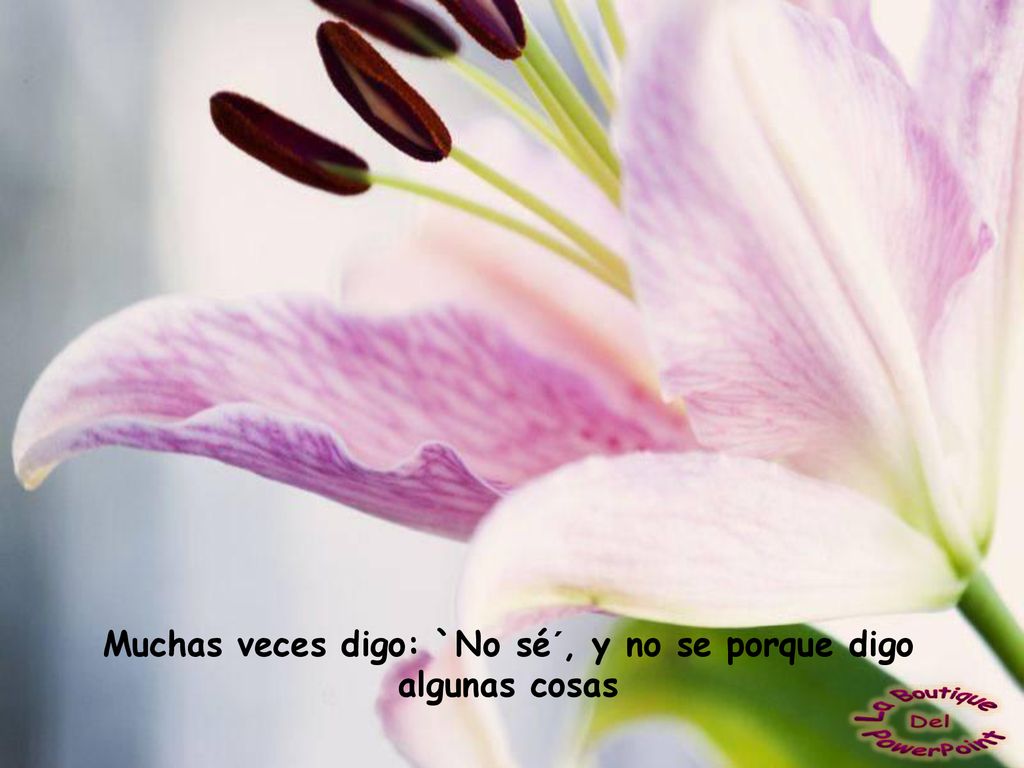Muchas veces digo: `No sé´, y no se porque digo algunas cosas