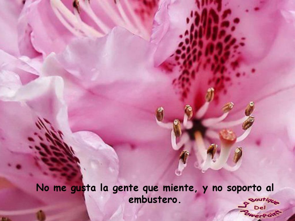 No me gusta la gente que miente, y no soporto al embustero.