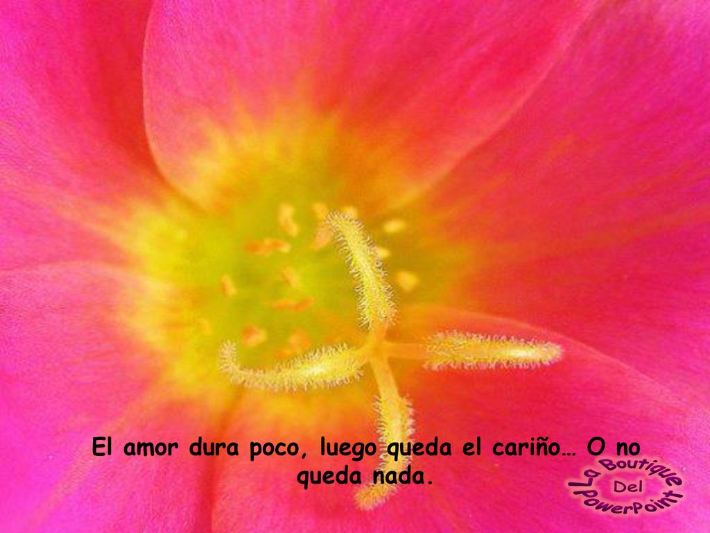 El amor dura poco, luego queda el cariño… O no queda nada.