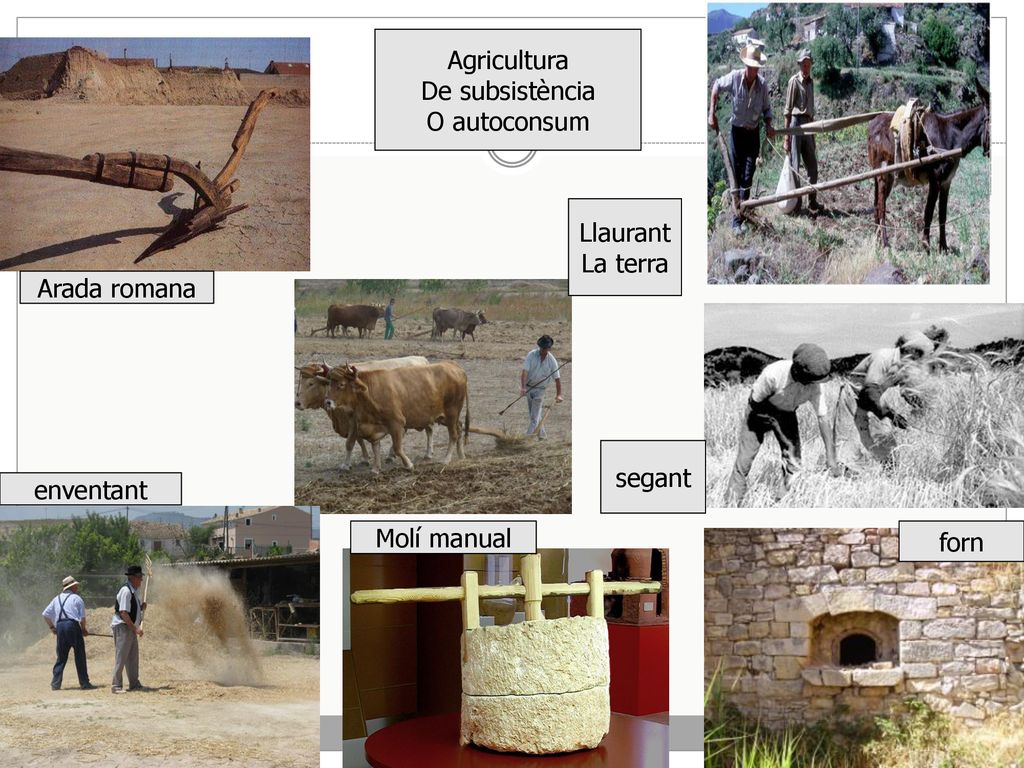 Agricultura De subsistència. O autoconsum. Llaurant. La terra. Arada romana. segant. enventant.