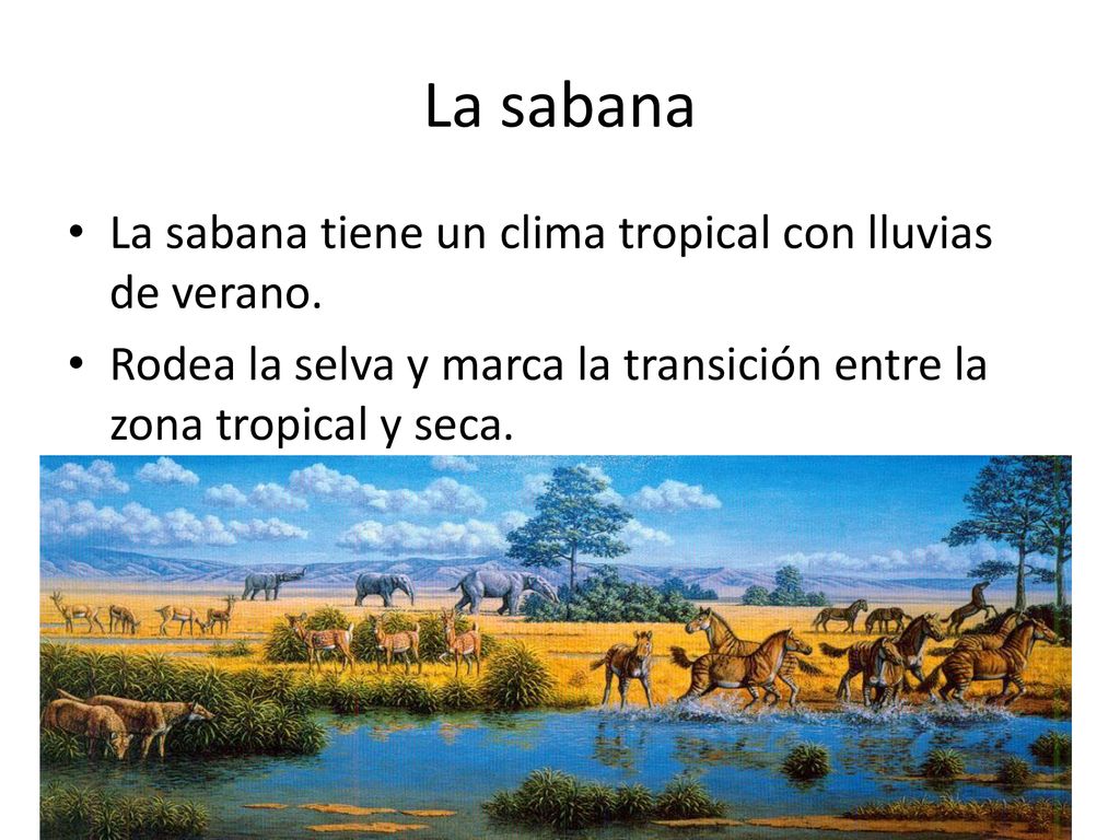 La sabana La sabana tiene un clima tropical con lluvias de verano.