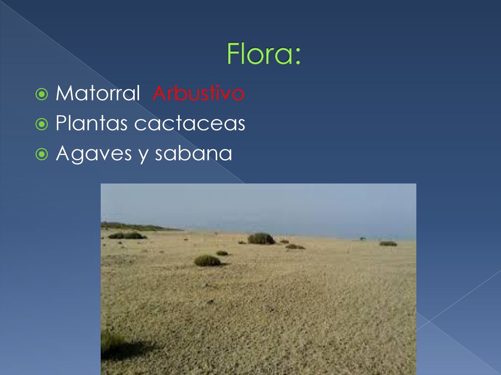 Flora: Matorral Arbustivo Plantas cactaceas Agaves y sabana