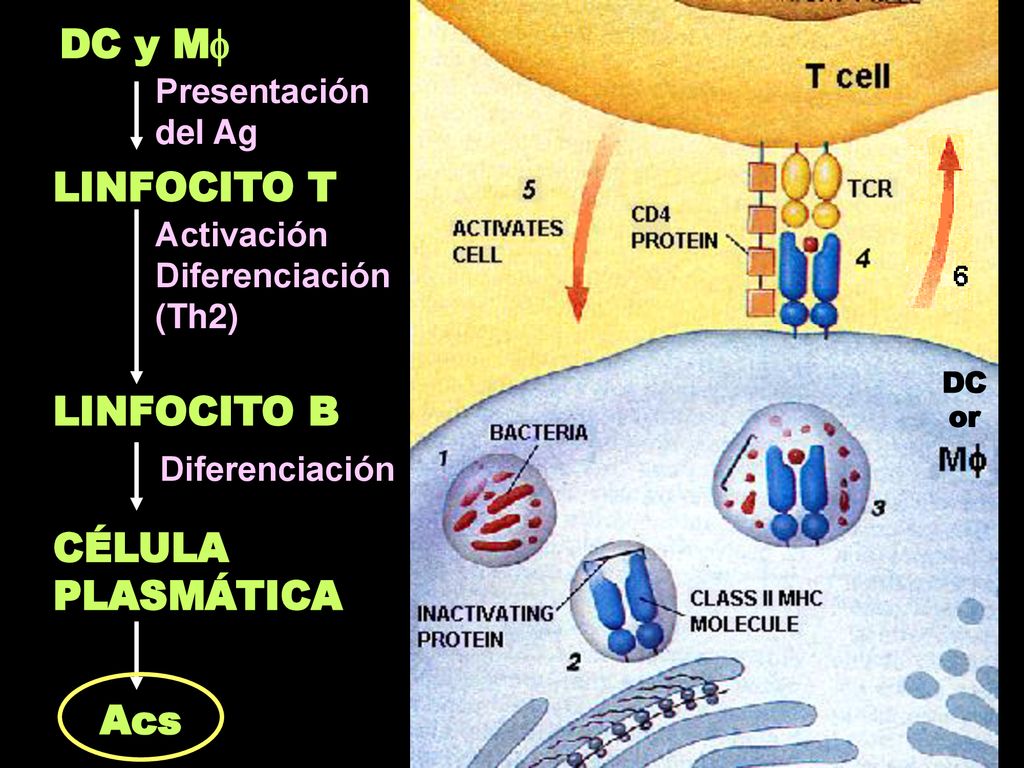 DC y M LINFOCITO T LINFOCITO B CÉLULA PLASMÁTICA Acs