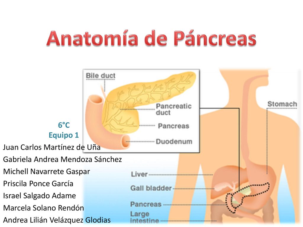 Anatomía de Páncreas 6°C Equipo 1 Juan Carlos Martínez de Uña
