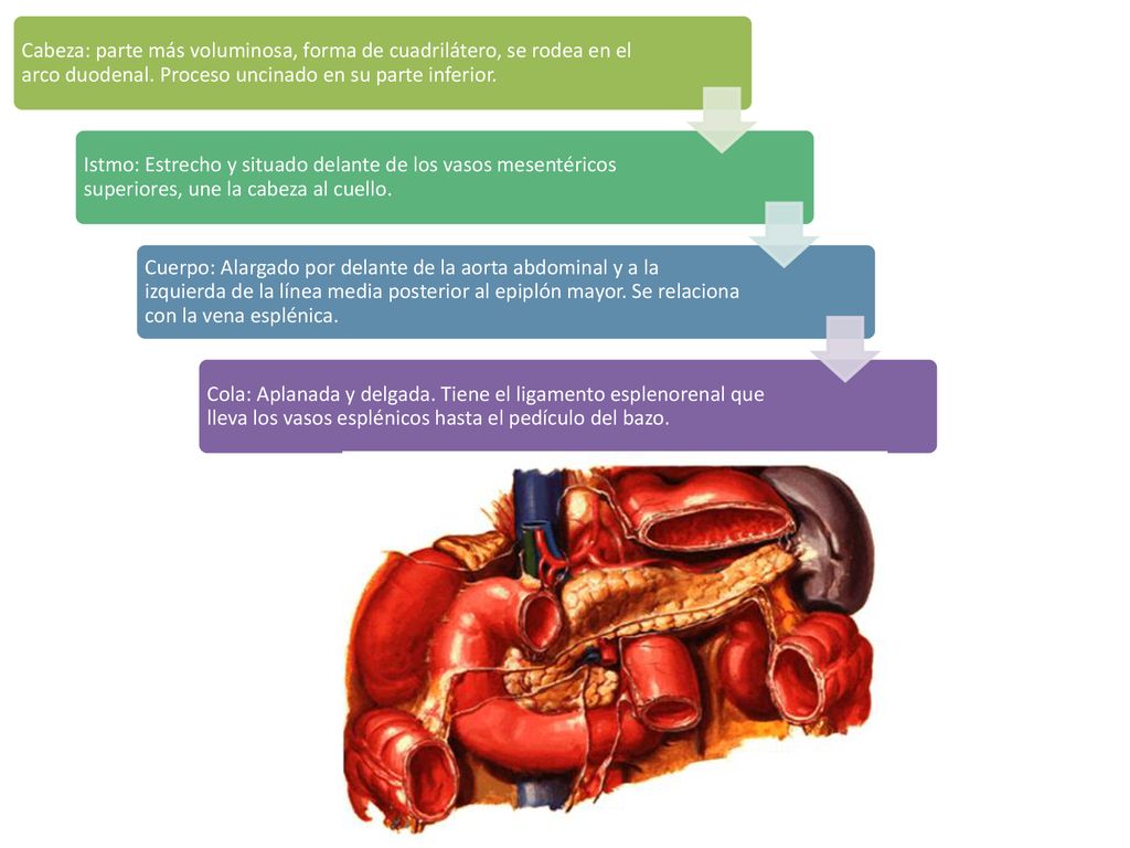 Cabeza: parte más voluminosa, forma de cuadrilátero, se rodea en el arco duodenal. Proceso uncinado en su parte inferior.