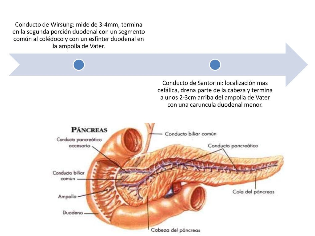 Conducto de Wirsung: mide de 3-4mm, termina en la segunda porción duodenal con un segmento común al colédoco y con un esfínter duodenal en la ampolla de Vater.