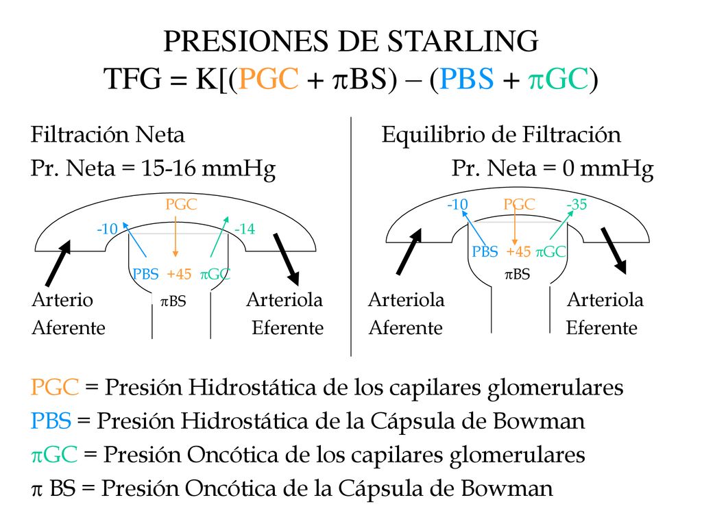 PRESIONES DE STARLING TFG = K[(PGC + BS) – (PBS + GC)