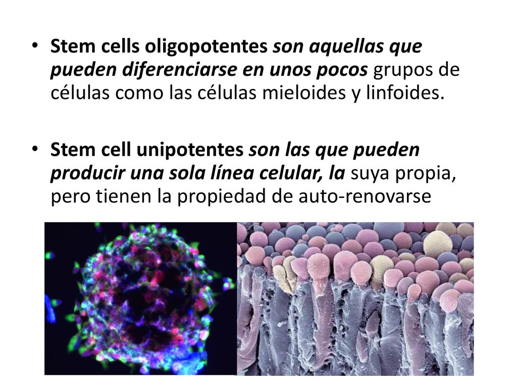 Stem cells oligopotentes son aquellas que pueden diferenciarse en unos pocos grupos de células como las células mieloides y linfoides.