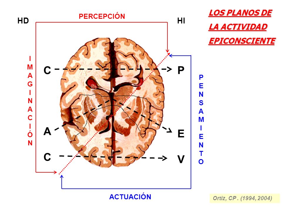 C P A E C V LOS PLANOS DE LA ACTIVIDAD EPICONSCIENTE HD HI PERCEPCIÓN