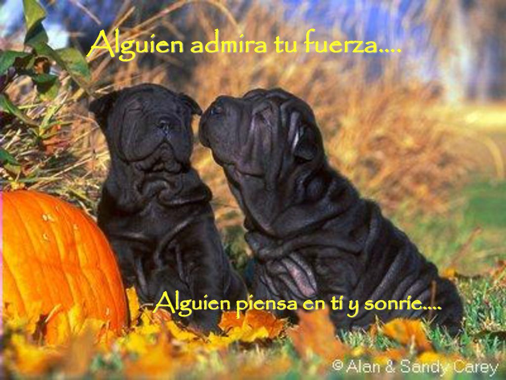 Alguien admira tu fuerza…. Alguien piensa en tí y sonríe….