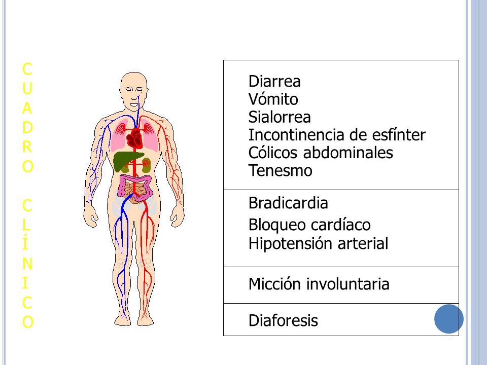 C U. A. D. R. O. L. Í. N. I. Diarrea. Vómito. Sialorrea. Incontinencia de esfínter. Cólicos abdominales.