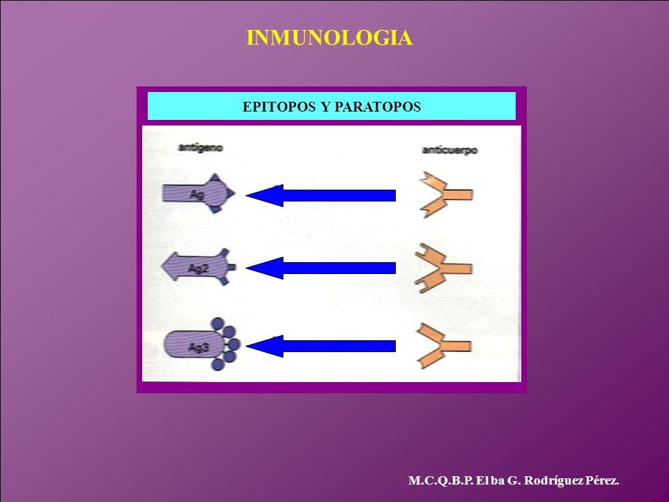 INMUNOLOGIA EPITOPOS Y PARATOPOS M.C.Q.B.P. El ba G. Rodríguez Pérez.