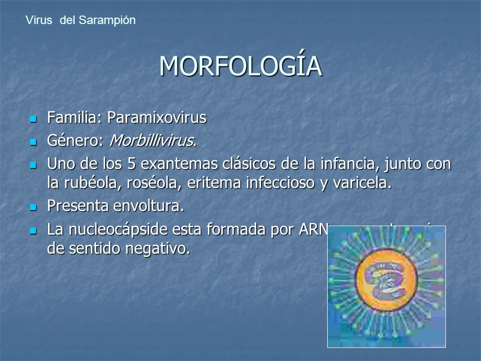 MORFOLOGÍA Familia: Paramixovirus Género: Morbillivirus.