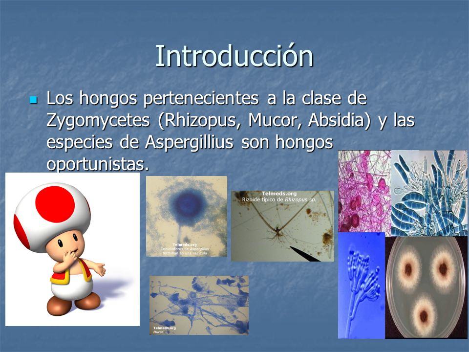 Introducción Los hongos pertenecientes a la clase de Zygomycetes (Rhizopus, Mucor, Absidia) y las especies de Aspergillius son hongos oportunistas.
