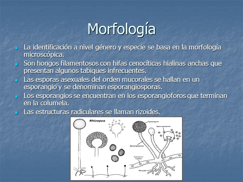 Morfología La identificación a nivel género y especie se basa en la morfología microscópica.