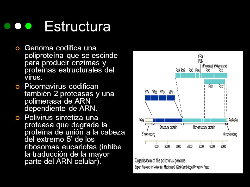 Estructura Genoma codifica una poliproteína que se escinde para producir enzimas y proteínas estructurales del virus.