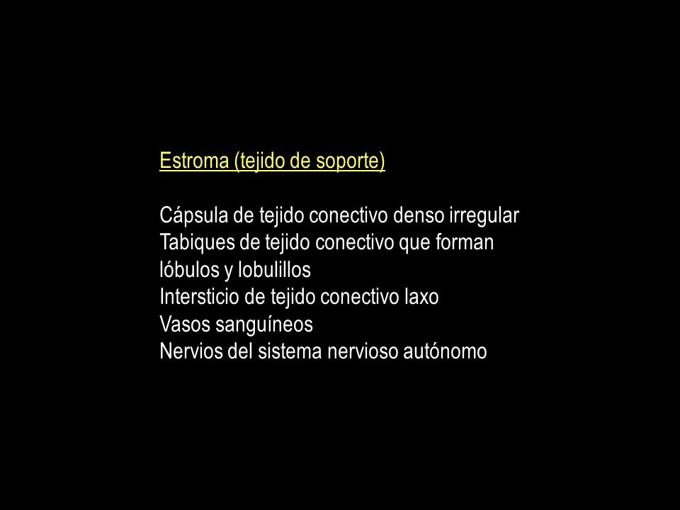 Estroma (tejido de soporte)
