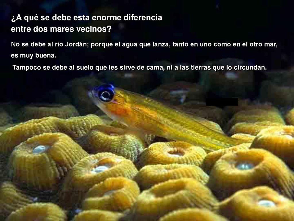 ¿A qué se debe esta enorme diferencia entre dos mares vecinos