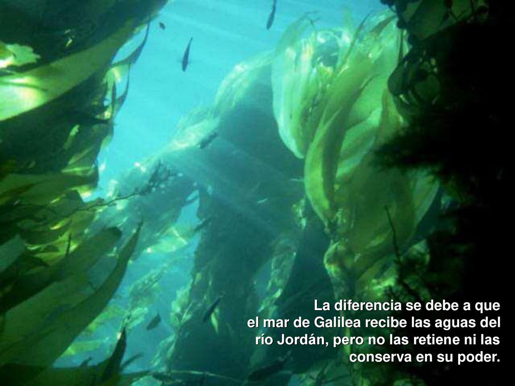 La diferencia se debe a que el mar de Galilea recibe las aguas del río Jordán, pero no las retiene ni las conserva en su poder.