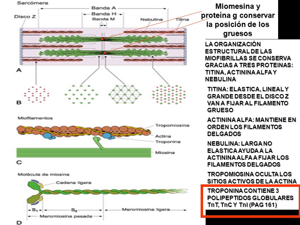 Miomesina y proteína g conservar la posición de los gruesos