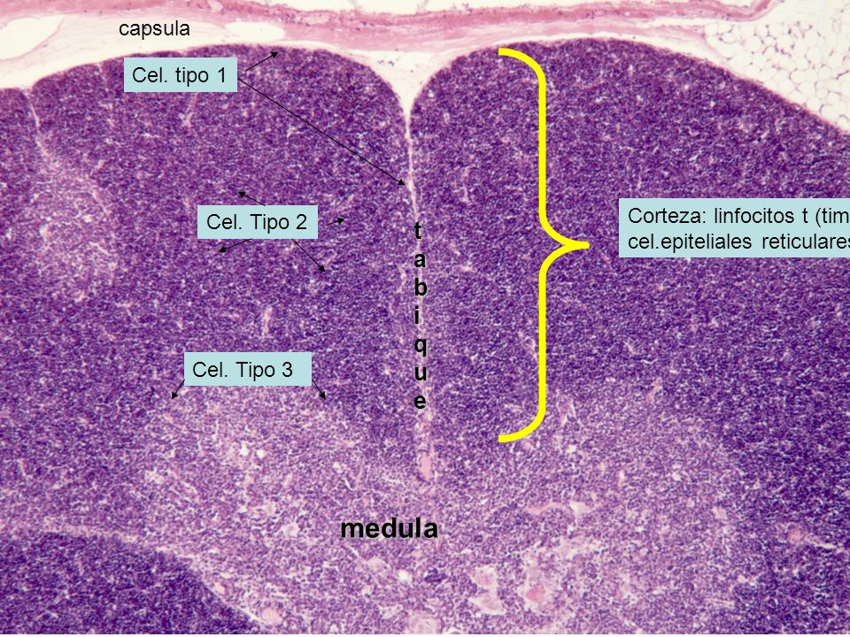 medula tabique capsula Cel. tipo 1