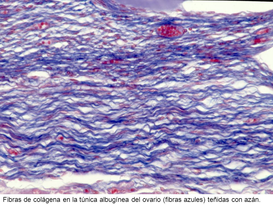 Fibras de colágena en la túnica albugínea del ovario (fibras azules) teñidas con azán.