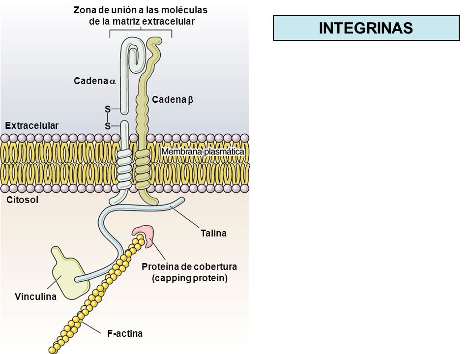 Zona de unión a las moléculas de la matriz extracelular