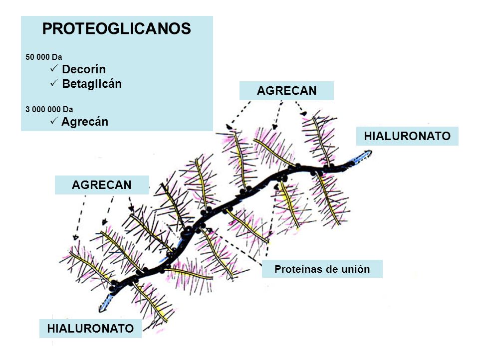 PROTEOGLICANOS Decorín Betaglicán Agrecán AGRECAN HIALURONATO