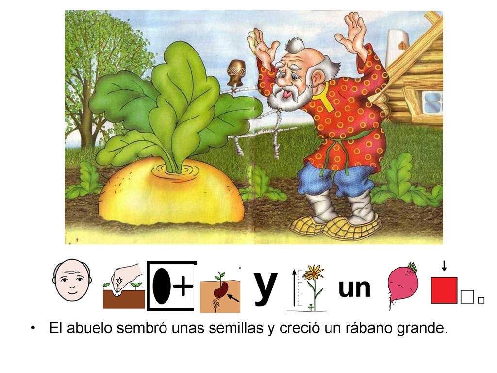 El abuelo sembró unas semillas y creció un rábano grande.