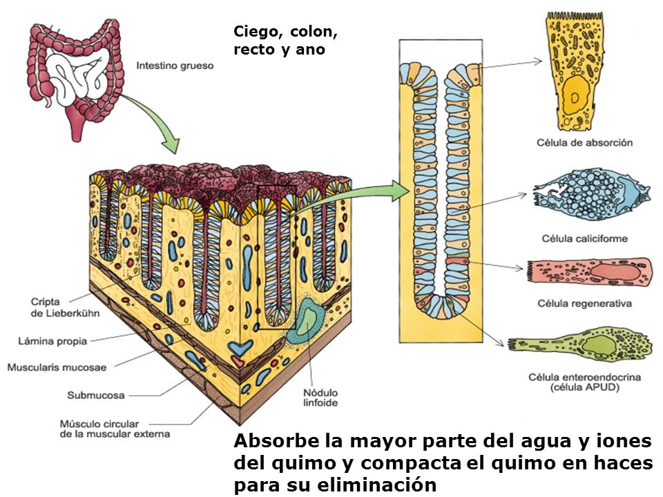 Ciego, colon, recto y ano Absorbe la mayor parte del agua y iones del quimo y compacta el quimo en haces para su eliminación.