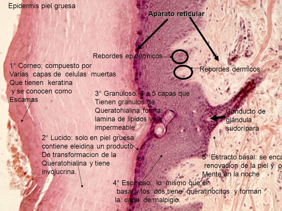 Epidermis piel gruesa Aparato reticular. Rebordes epidérmicos. 1° Corneo; compuesto por. Varias capas de celulas muertas.